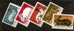 1986 Yılı Bulgaristan Tavşan Cinsleri ve Fauna Temalı Damgalı Pul Lotu - Özel Kartelasında PPT3280 - 
