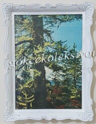 Ağaç Temalı Resim Çerçevesi KRT5858 - 1