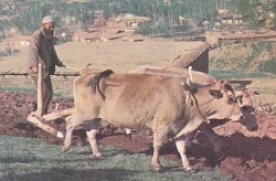 Anadolu Yaşantısı Çiftçi Kartpostal KRT10557 - Gökçekoleksiyon