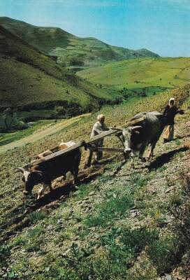 Anadolu Yaşantısı Çiftçiler Kartpostal KRT10521 - 1