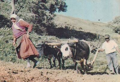 Anadolu Yaşantısı Çiftçiler Kartpostal KRT10525 - 1