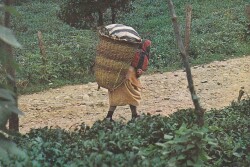 Anadolu Yaşantısı Hasat Mevsimi Kartpostal KRT10539 - Gökçekoleksiyon