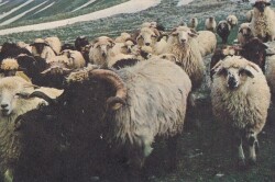 Anadolu Yaşantısı Koyunlar Kartpostal KRT10558 - Gökçekoleksiyon