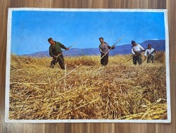 ANADOLU YAŞANTISI OT KESEN KÖYLÜLER ULTRA DEV BOY KARTPOSTAL (70X50 cm) KRT17507 - Gökçekoleksiyon