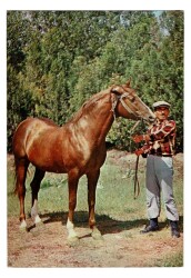 Anadolu Yaşantısı Temalı Kartpostal KRT9014 - Gökçekoleksiyon