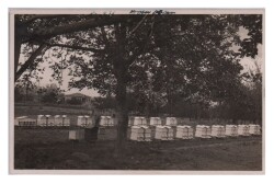 Arıcılık Eski Fotokart KRT6285 - 1