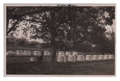 Arıcılık Eski Fotokart KRT6285 - 1