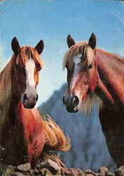 At Temalı Kartpostal (Küçük Boy) KRT21382 - Gökçekoleksiyon