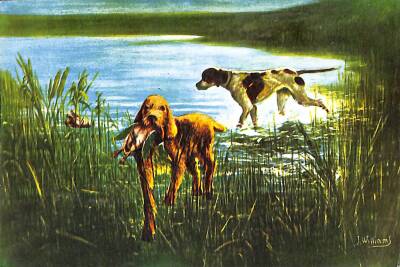 Av Temalı Kartpostal KRT19126 - 1