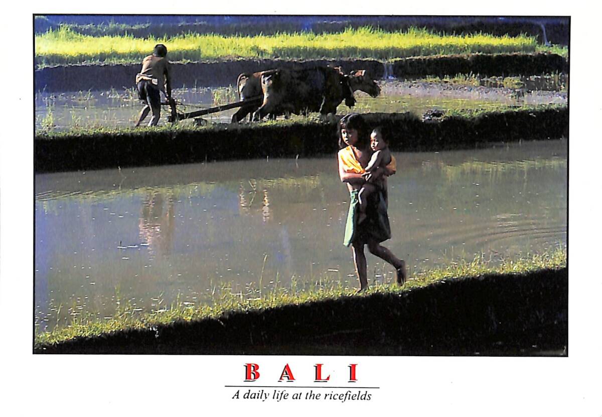 Bali Kartpostal - Pirinç Tarlalarındaki Günlük Yaşam KRT23623 - 1