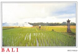 Bali Kartpostal - Rıce Fıels KRT23599 - Gökçekoleksiyon