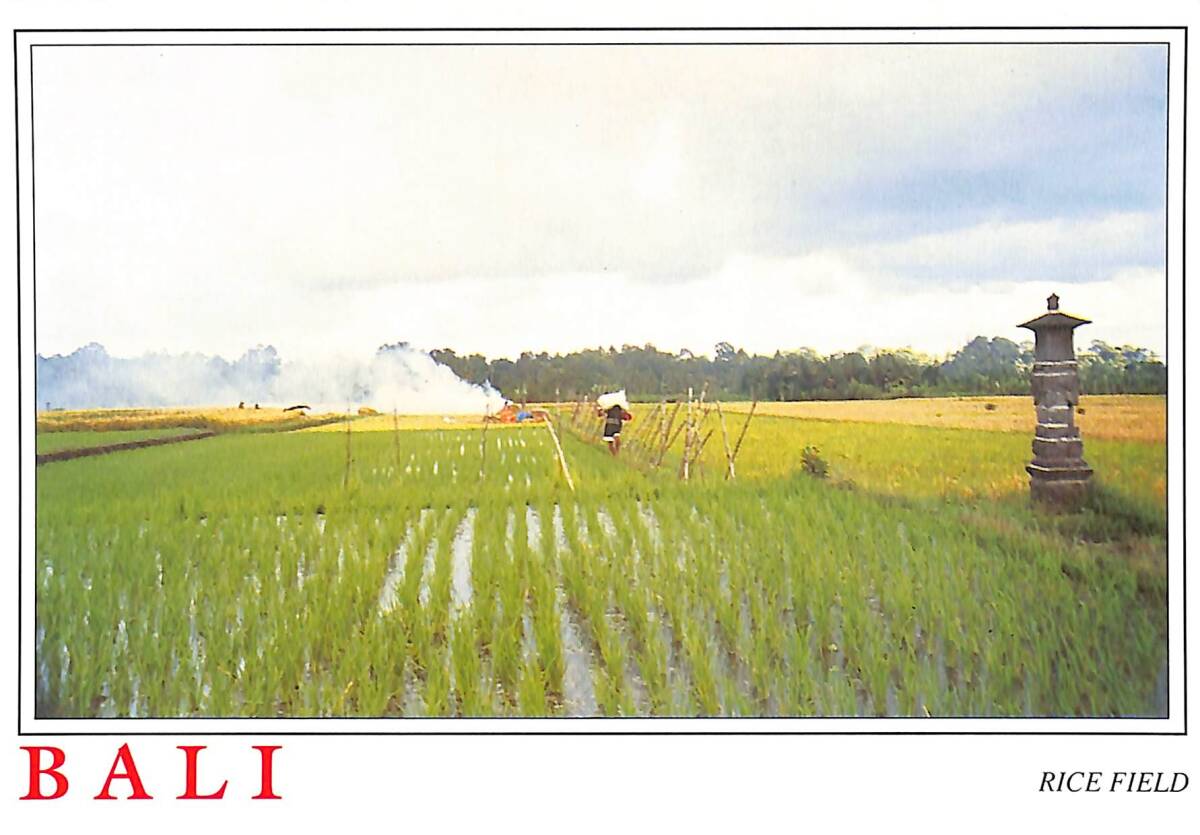 Bali Kartpostal - Rıce Fıels KRT23599 - 1
