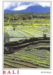 Bali Kartpostal - Rıcefıelds KRT23597 - Gökçekoleksiyon