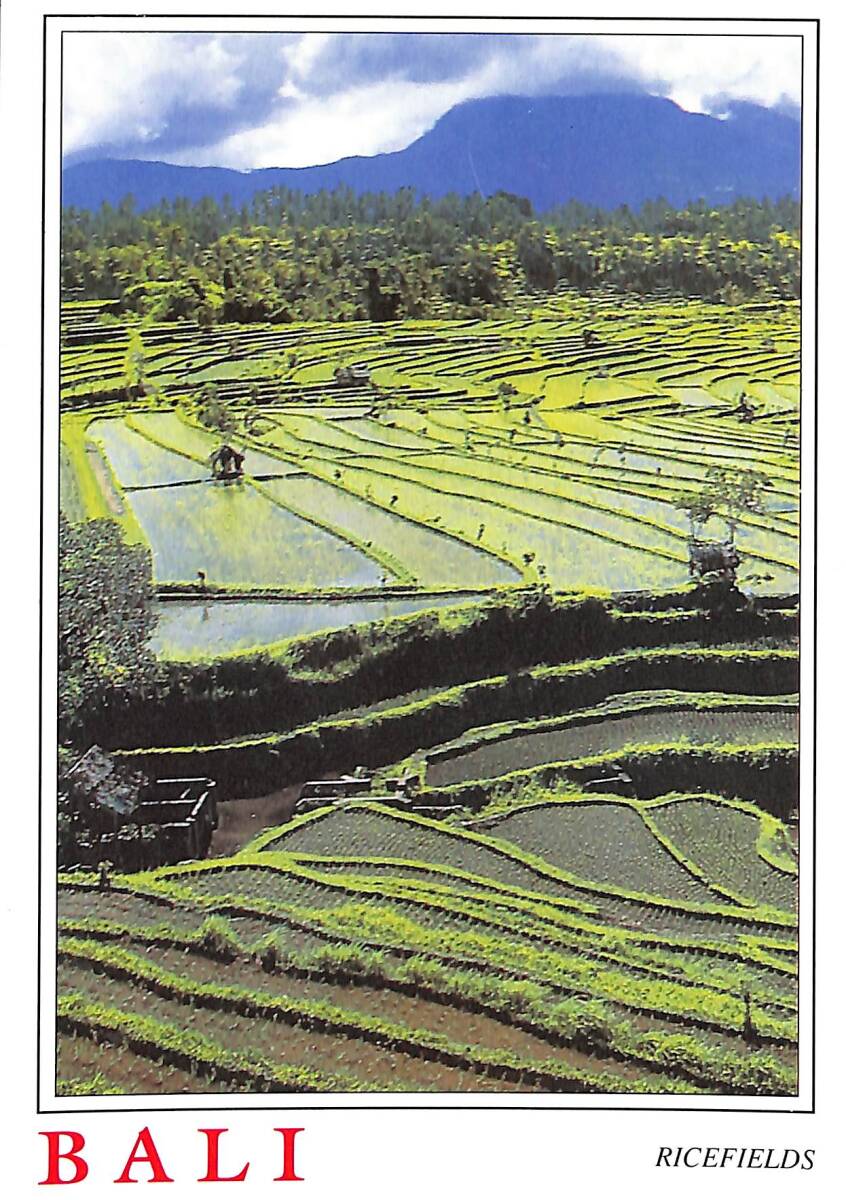 Bali Kartpostal - Rıcefıelds KRT23597 - 1
