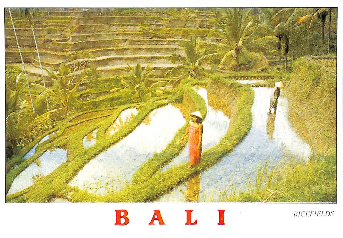 Bali Kartpostal - Rıcefıelds KRT23610 - 1