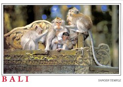 Bali Kartpostal - Sangeh Temple KRT23592 - Gökçekoleksiyon