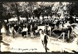 Bartın Sosyal ve Ticari Hayatı – Hayvan Pazarı Görünümü, Erken Cumhuriyet Dönemi Fotokart FT5 - Gökçekoleksiyon