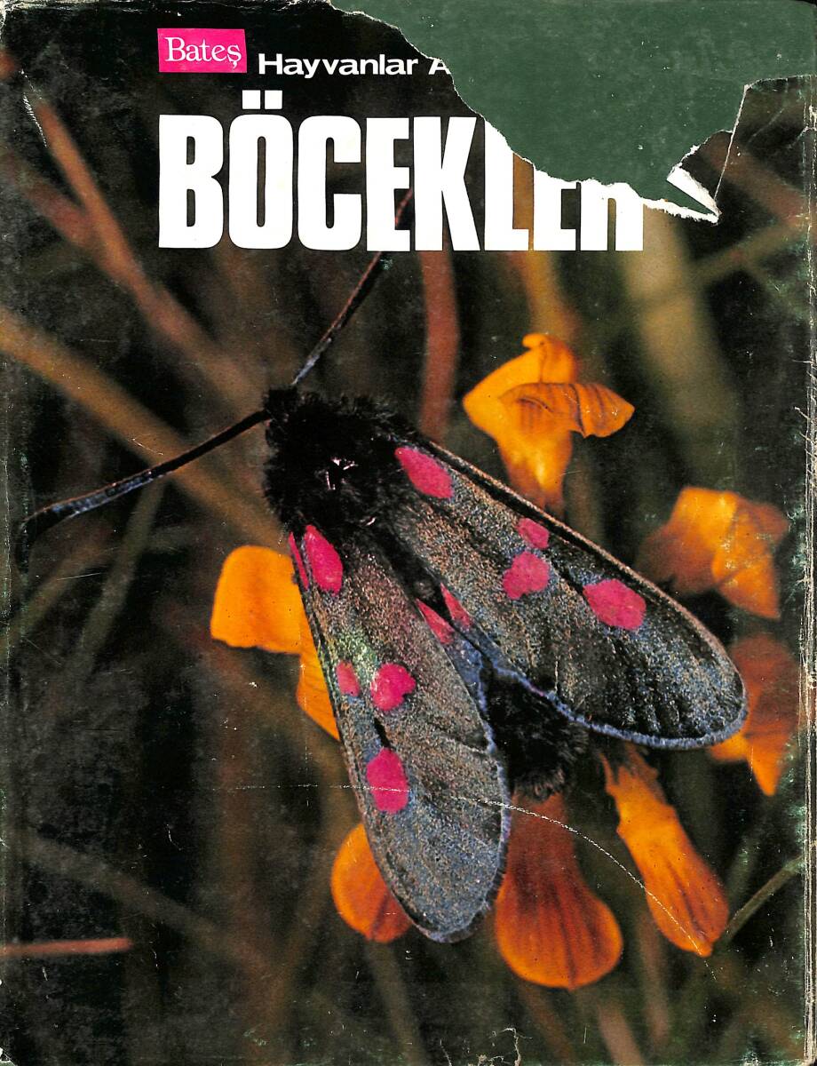 BATEŞ - Hayvanlar Ansiklopedisi Böcekler NDR96768 - 1