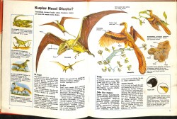 Bilim Dizisi No : 1 - Kuşlar NDR100108 - 2