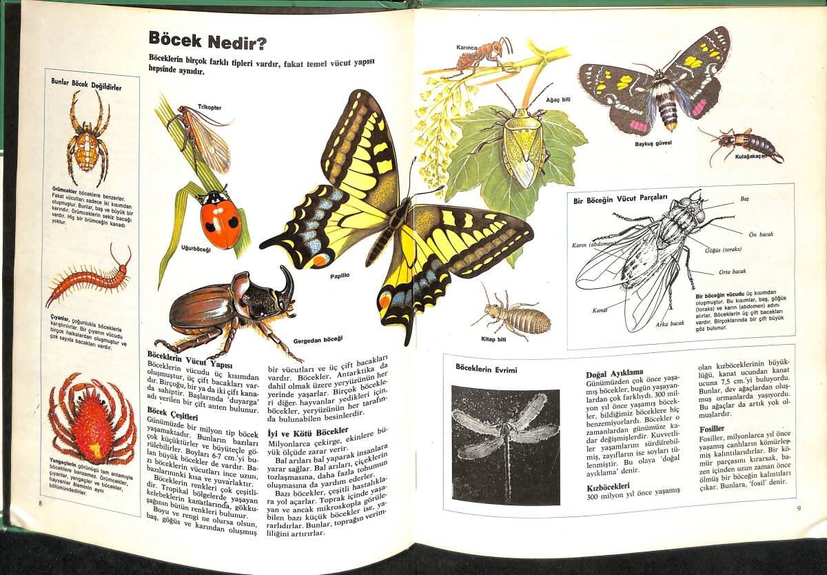 Bilim Dizisi No : 7 - Böcekler NDR100109 - 2