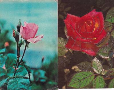 Çiçek Temalı 2`li Kartpostal KRT10793 - 1