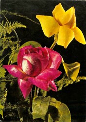 Çiçek Temalı Açılır Kapaklı Kartpostal KRT2719 - 1
