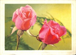 Çiçek Temalı Açılır Kapaklı Kartpostal KRT2722 - 1
