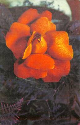 Çiçek Temalı Açılır Kapaklı Kartpostal KRT2729 - 1