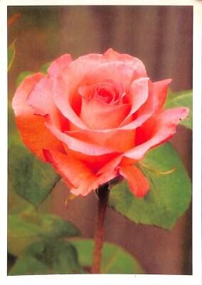 Çiçek Temalı Kartpostal KRT15342 - 1