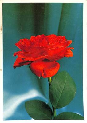 Çiçek Temalı Kartpostal KRT15347 - 1