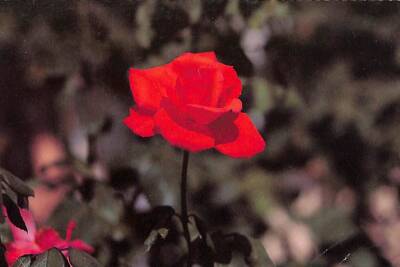 Çiçek Temalı Kartpostal KRT15358 - 1