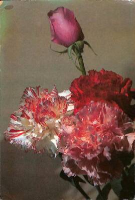 Çiçek Temalı Kartpostal KRT15366 - 1