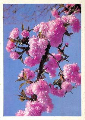 Çiçek Temalı Kartpostal KRT15766 - 1
