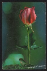 Çiçek Temalı Kartpostal KRT2693 - Gökçekoleksiyon