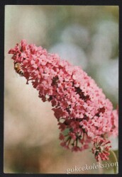 Çiçek Temalı Kartpostal KRT2694 - Gökçekoleksiyon