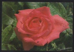 Çiçek Temalı Kartpostal KRT2696 - Gökçekoleksiyon