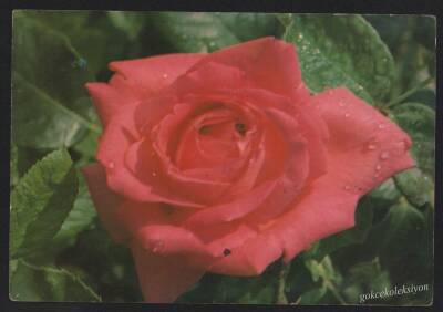Çiçek Temalı Kartpostal KRT2696 - 1