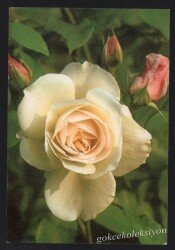 Çiçek Temalı Kartpostal KRT2698 - Gökçekoleksiyon