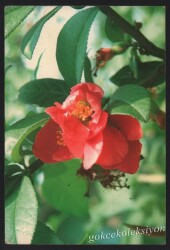 Çiçek Temalı Kartpostal KRT2703 - Gökçekoleksiyon