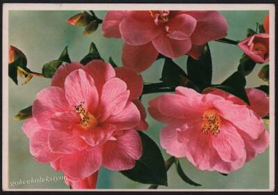 Çiçek Temalı Kartpostal KRT2709 - 1