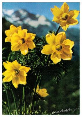 Çiçek Temalı Kartpostal KRT2953 - 1