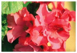 Çiçek Temalı Kartpostal KRT2956 - Gökçekoleksiyon