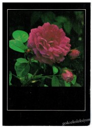 Çiçek Temalı Kartpostal KRT2963 - Gökçekoleksiyon