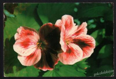 Çiçek Temalı Kartpostal KRT2992 - 1