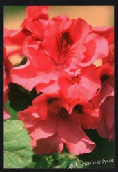 Çiçek Temalı Kartpostal KRT3023 - Gökçekoleksiyon