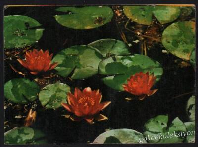 Çiçek Temalı Kartpostal KRT3029 - 1