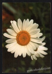 Çiçek Temalı Kartpostal KRT3034 - Gökçekoleksiyon