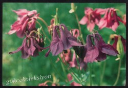 Çiçek Temalı Kartpostal KRT3035 - Gökçekoleksiyon