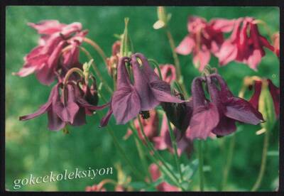 Çiçek Temalı Kartpostal KRT3035 - 1