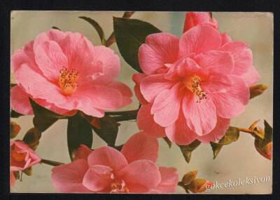 Çiçek Temalı Kartpostal KRT3037 - 1